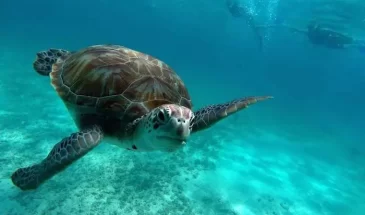 tartaruga in sao pedro