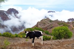 LAGOA TO CAIBROS SANTO ANTAO CAPE VERDE TREKKING TOURS (6)