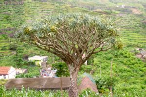 PINHAO TO LOMBO BRANCO SANTO ANTAO CAPE VERDE TREKKING TOURS (4)